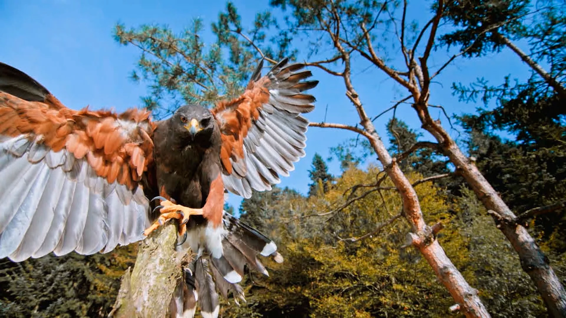 Зооспецназ