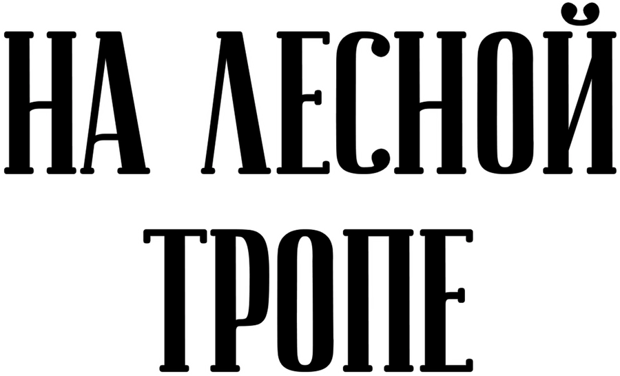 На лесной тропе