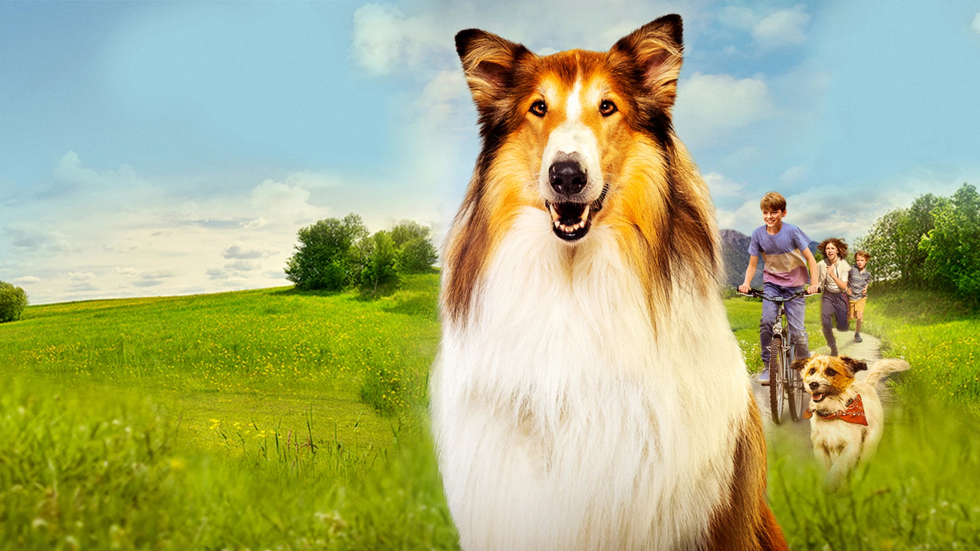 Лесси – лохматый детектив