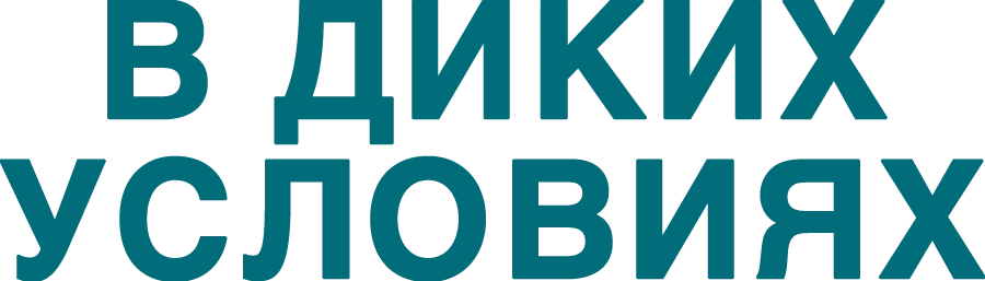 В диких условиях