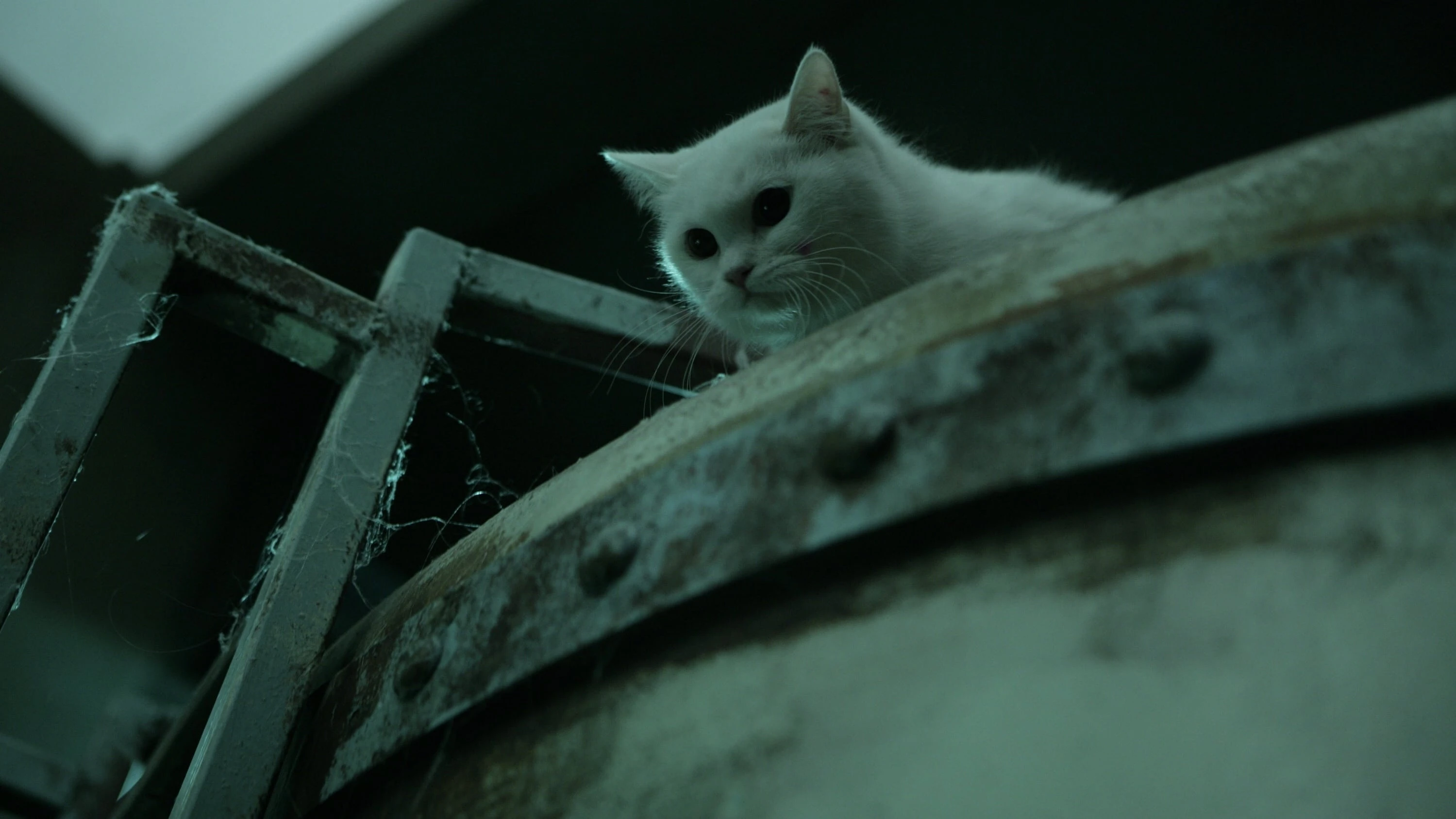 Кот: Глаза, которые видят смерть