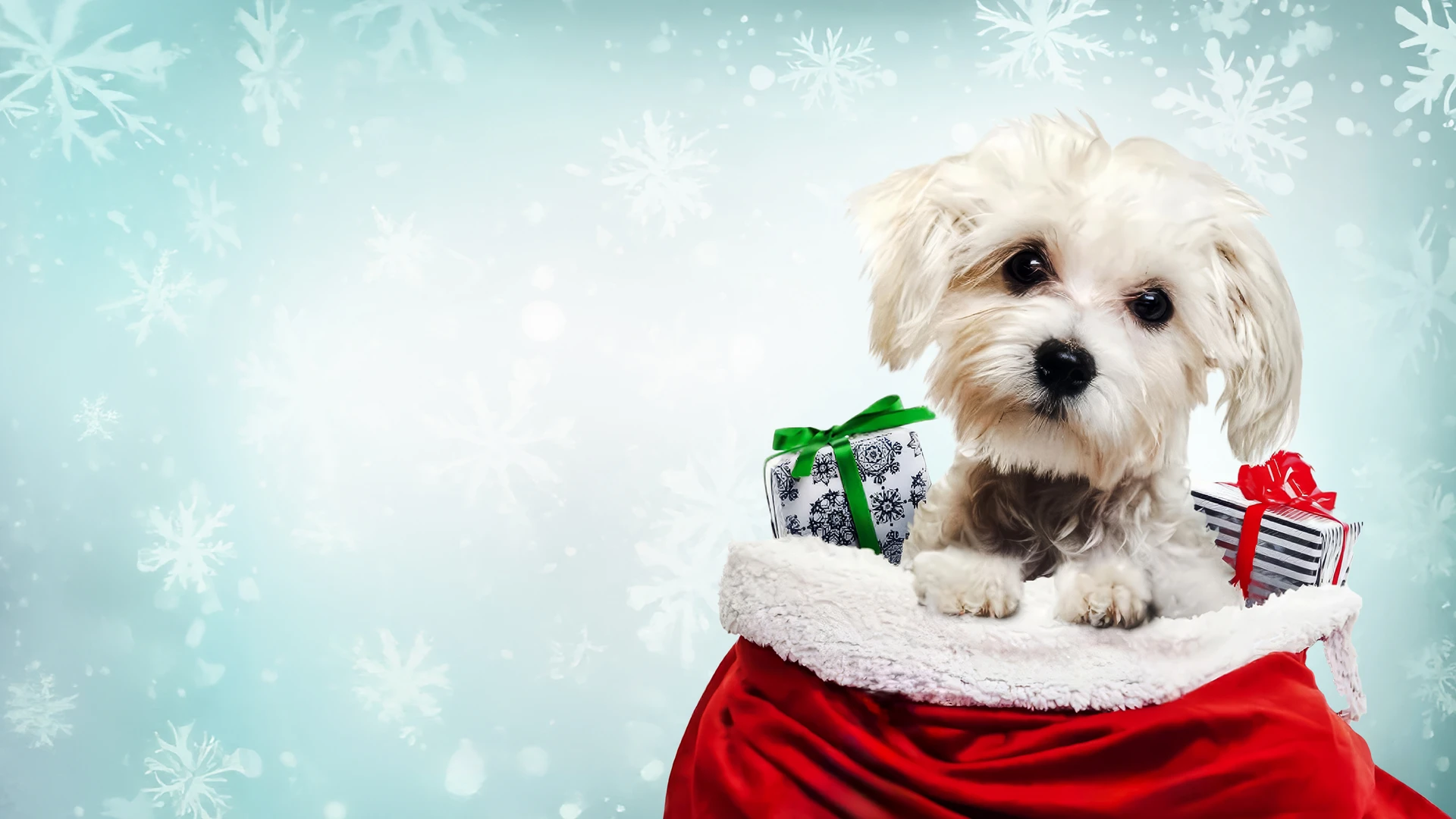 Рождественское желание Чарли