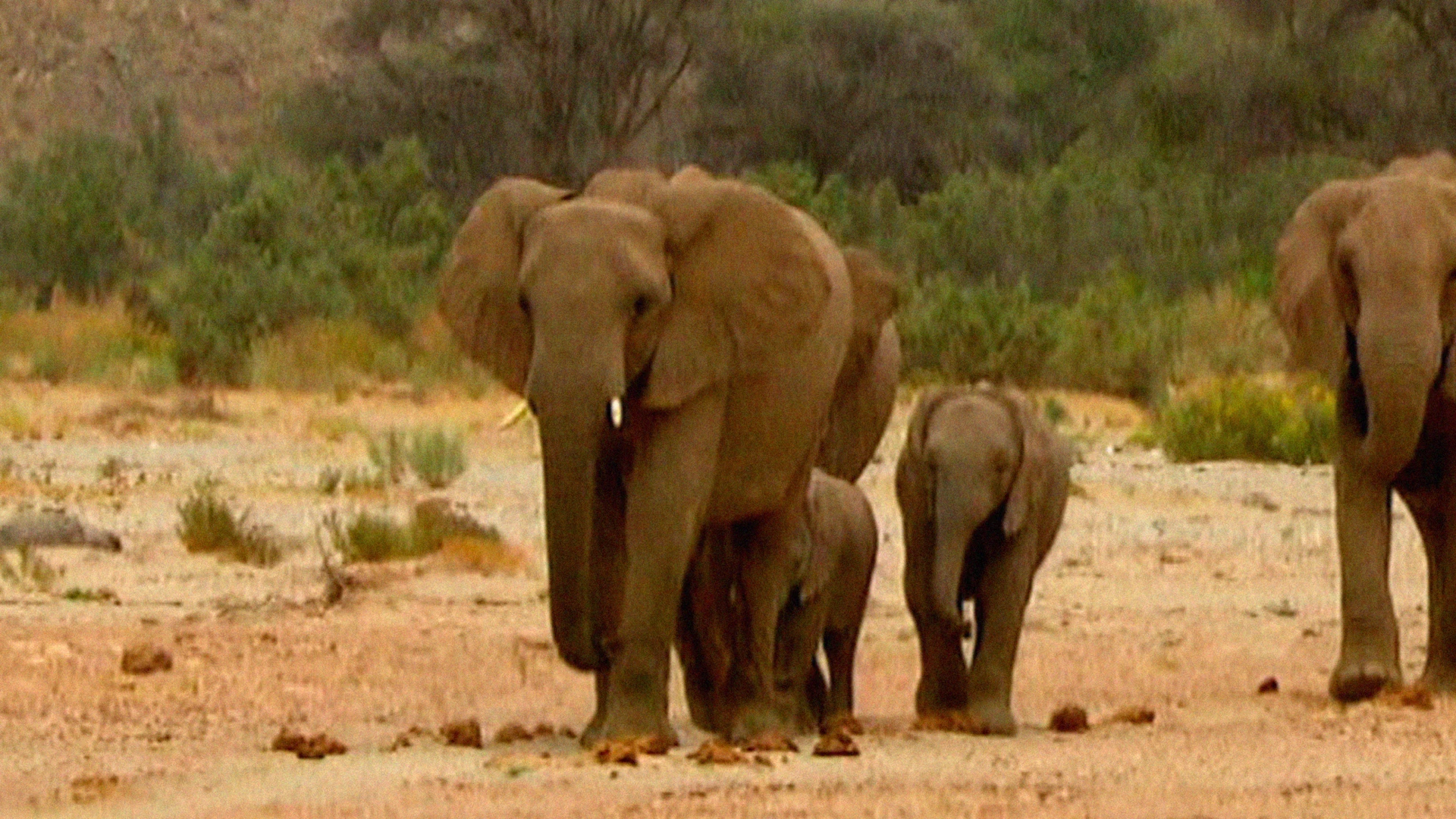 Встречи с животными