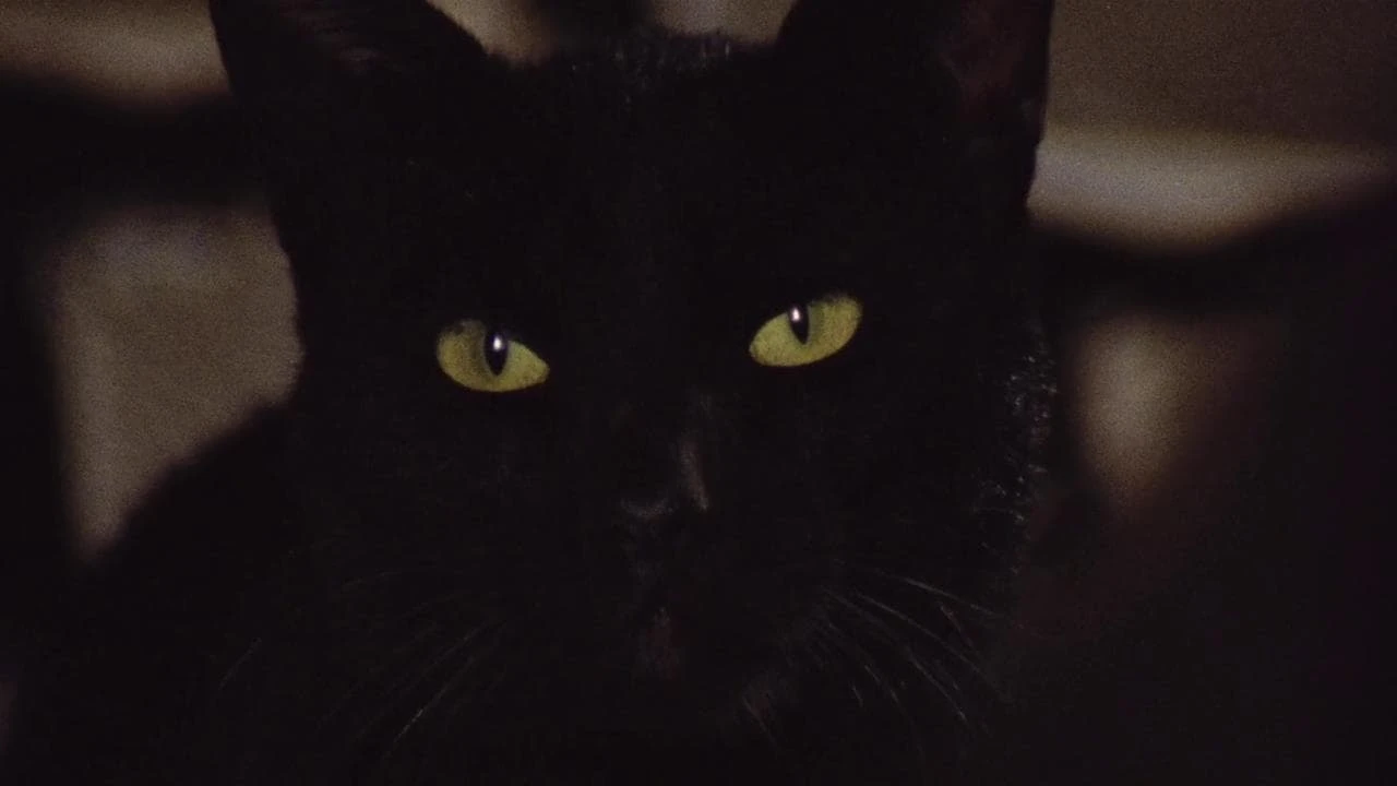 Чёрный кот