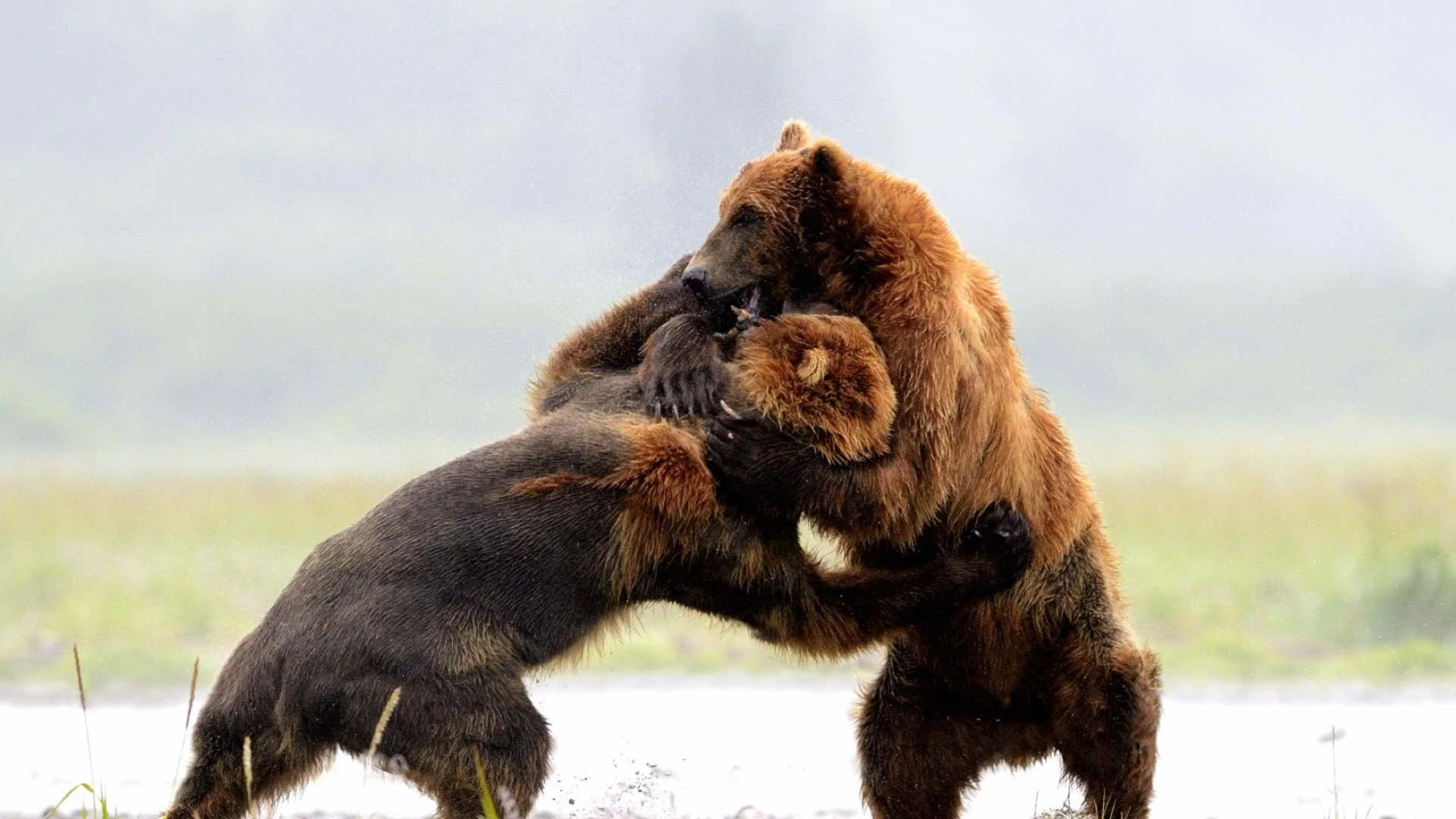 Пинка медведю. Медвежата дерутся. Испугал медведя. Пинка медведю. Пинка медведю.