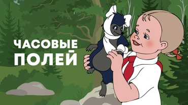 Часовые полей