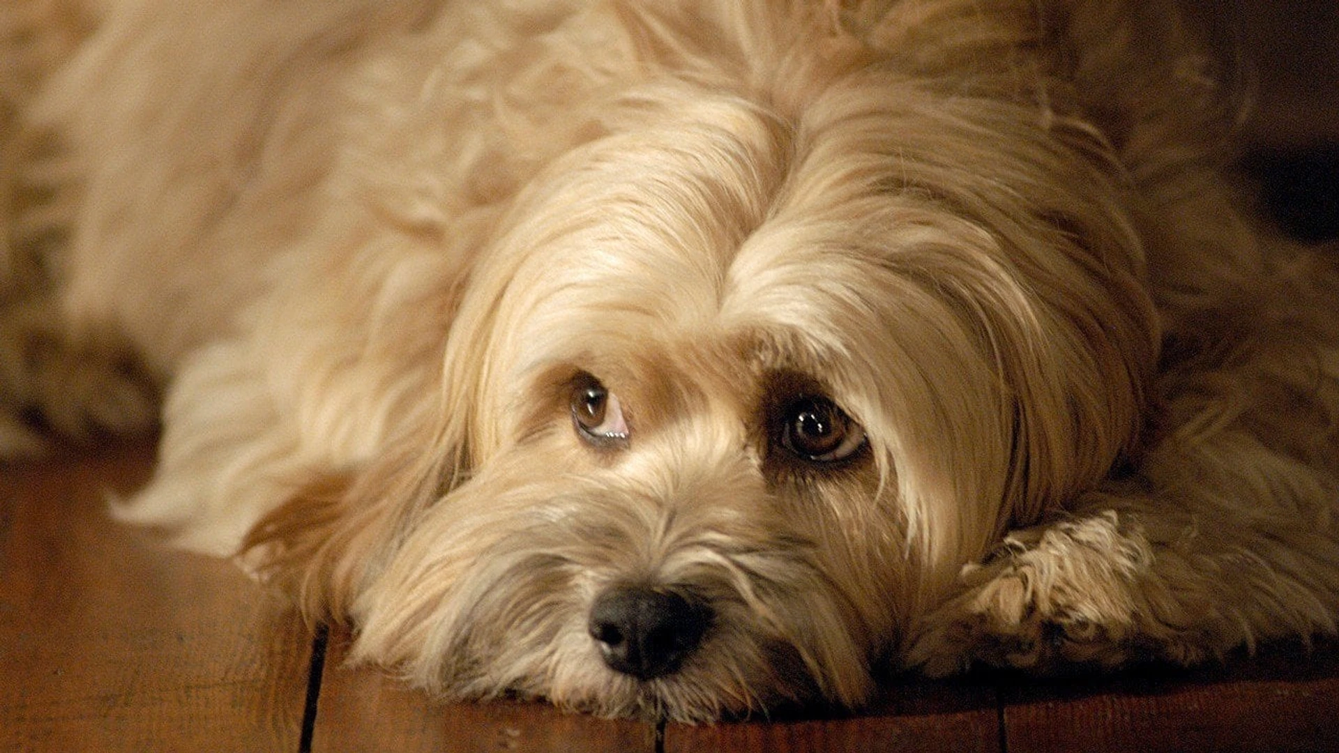 Ради любви к Бенджи