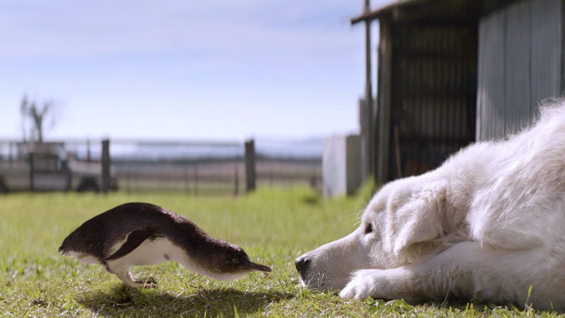 По кличке «Чудак»