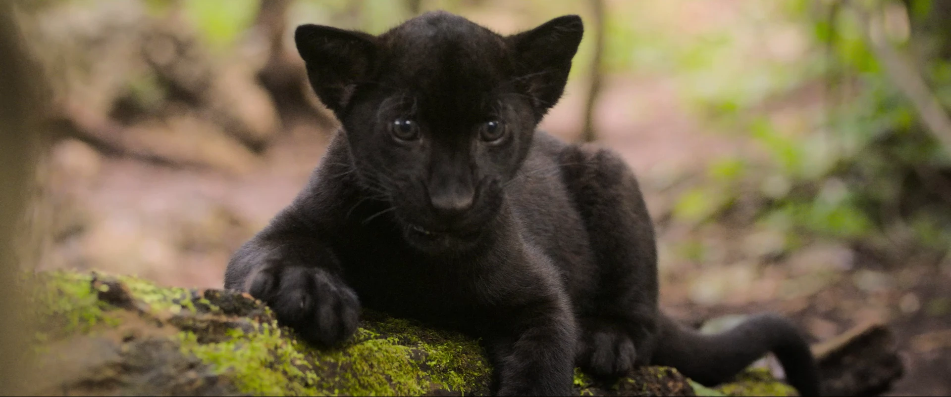 Элла и чёрный ягуар
