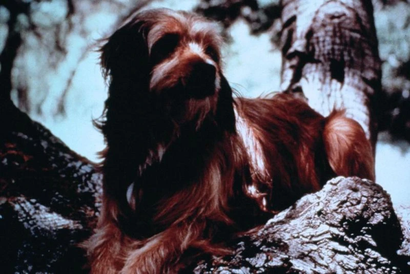 Ради любви к Бенджи