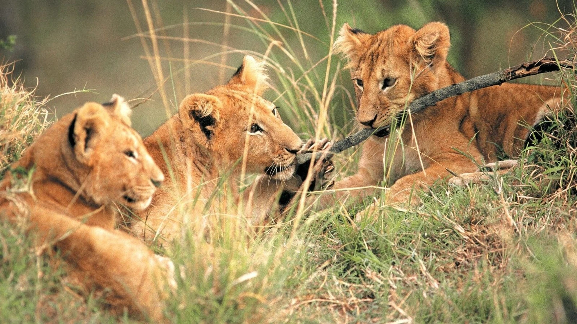 Живущие свободными