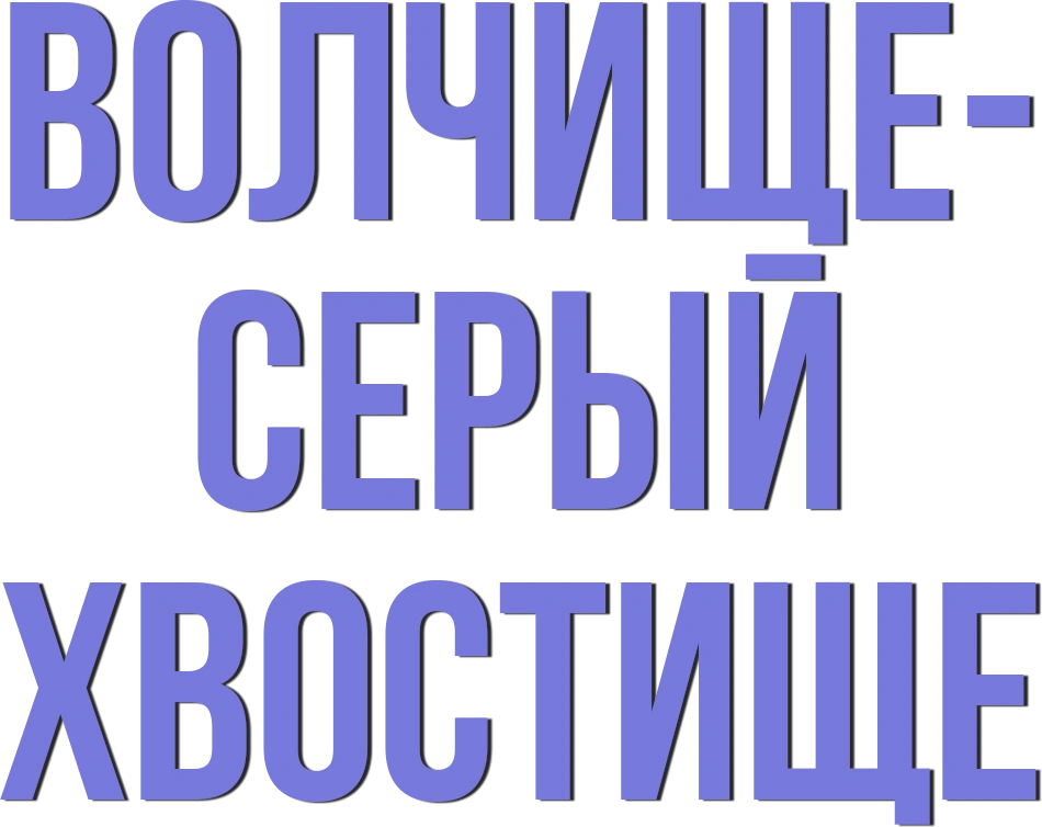 Волчище – серый хвостище
