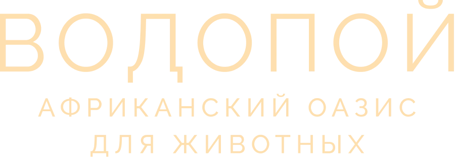 Водопой: Африканский оазис для животных