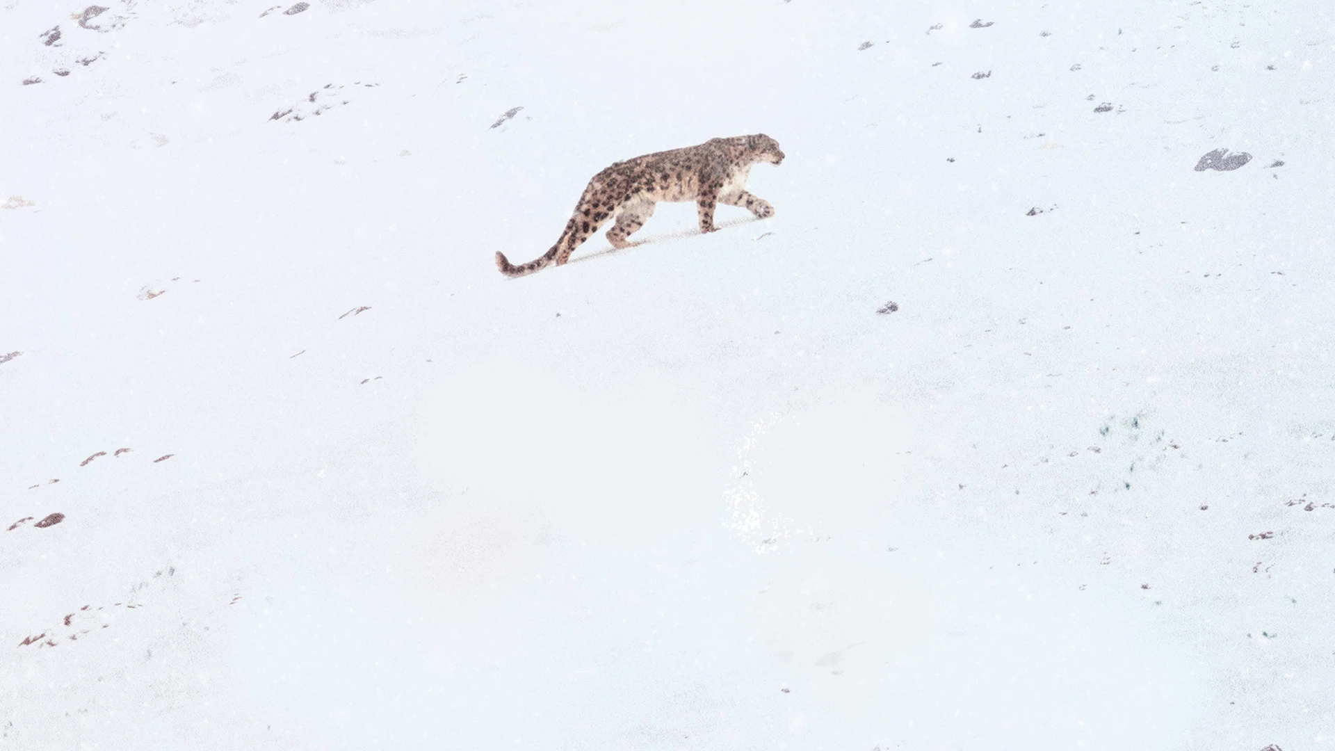 В поисках снежного барса