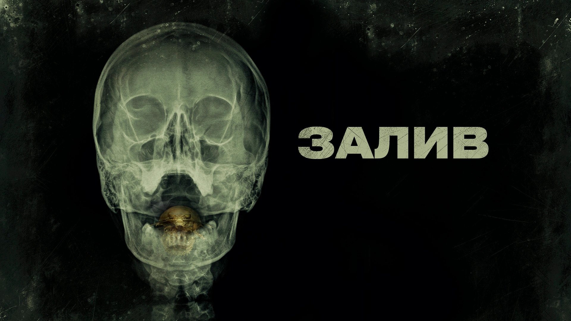 Залив