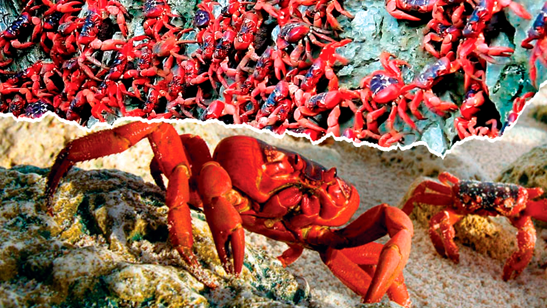 Таинственная миграция красных крабов