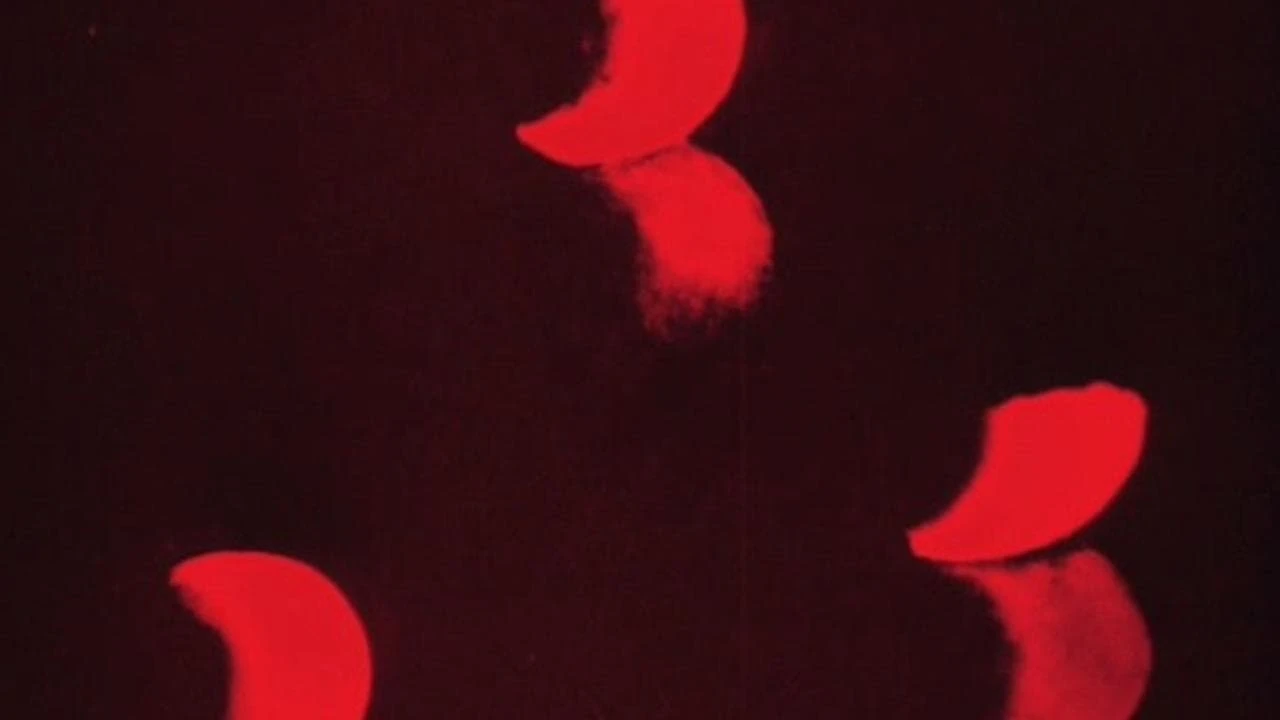 Опус I