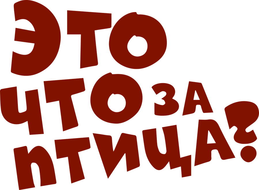Это что за птица?