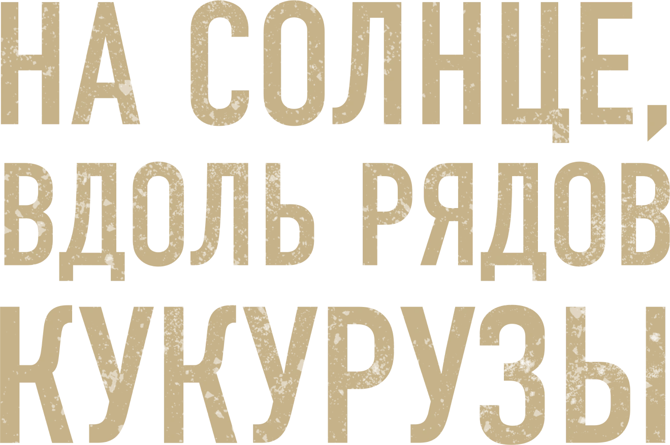 На солнце, вдоль рядов кукурузы