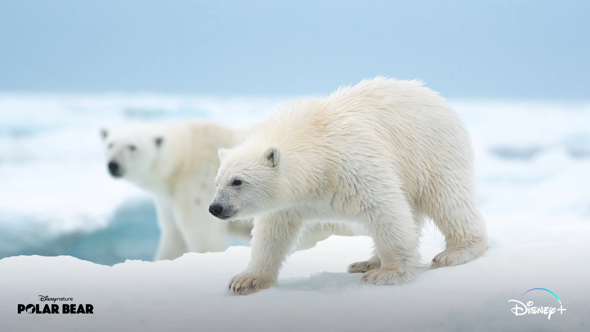 Белая медведица