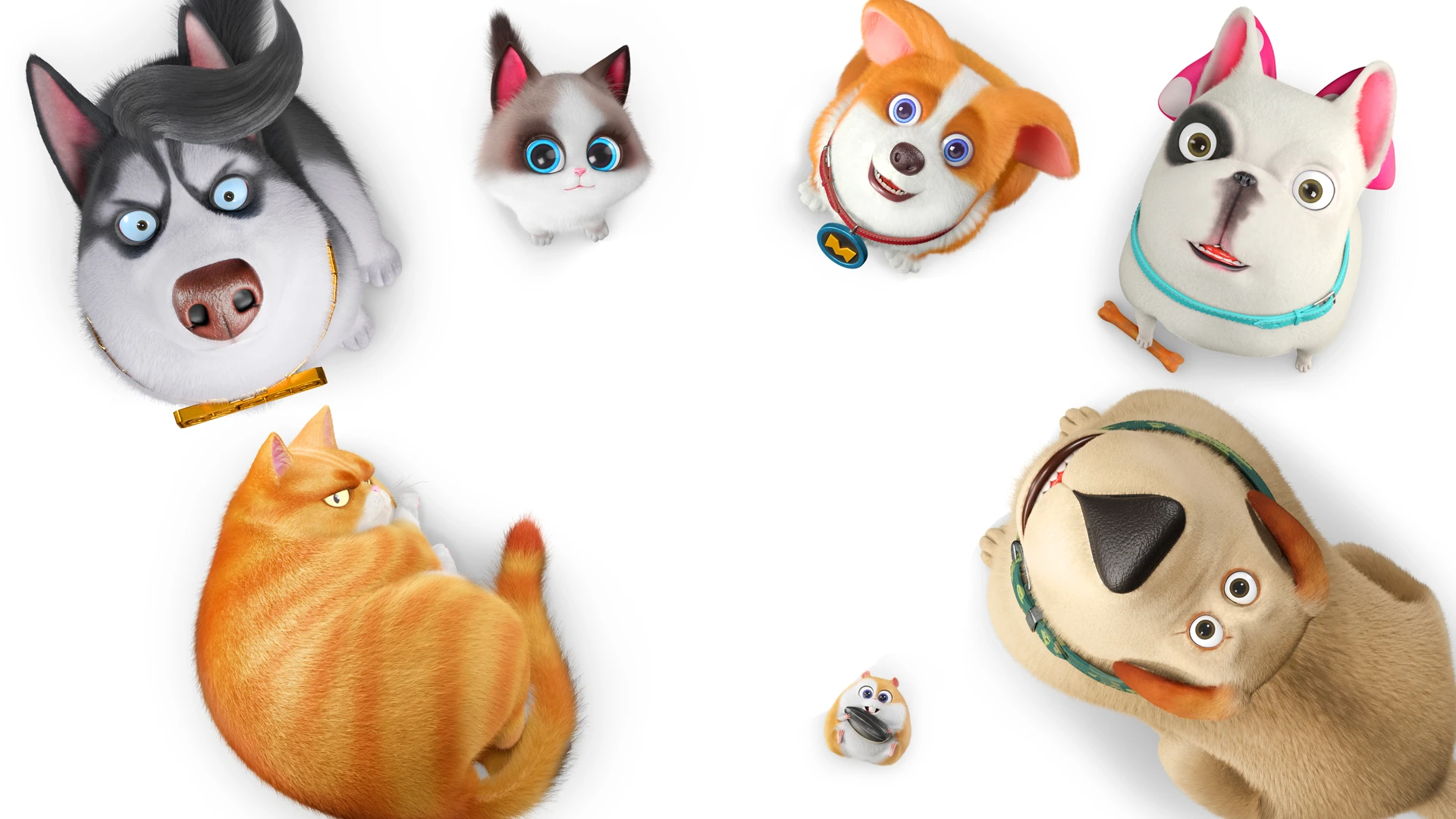 Корги по имени Моко. Домашние животные