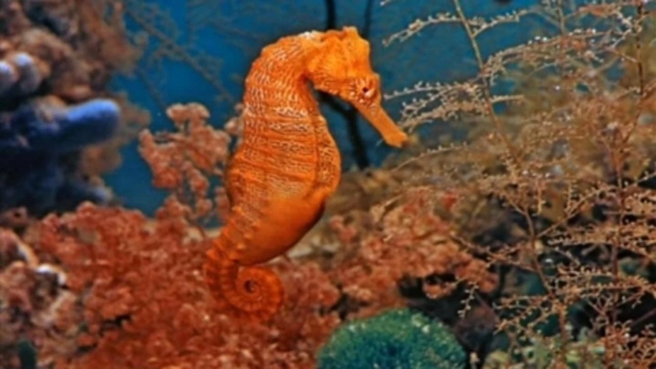 Загадки глубины
