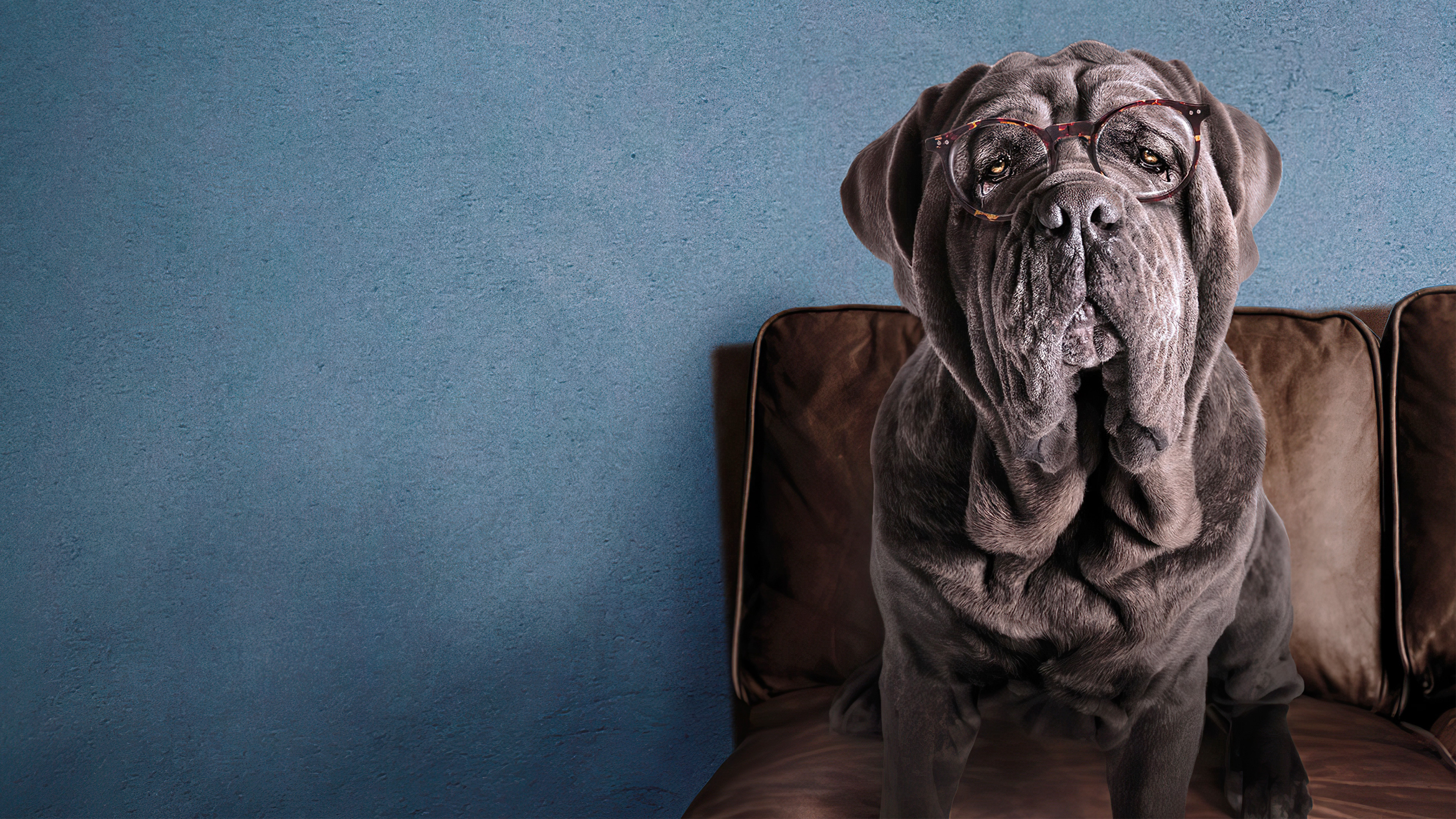 Моя собака Идиот