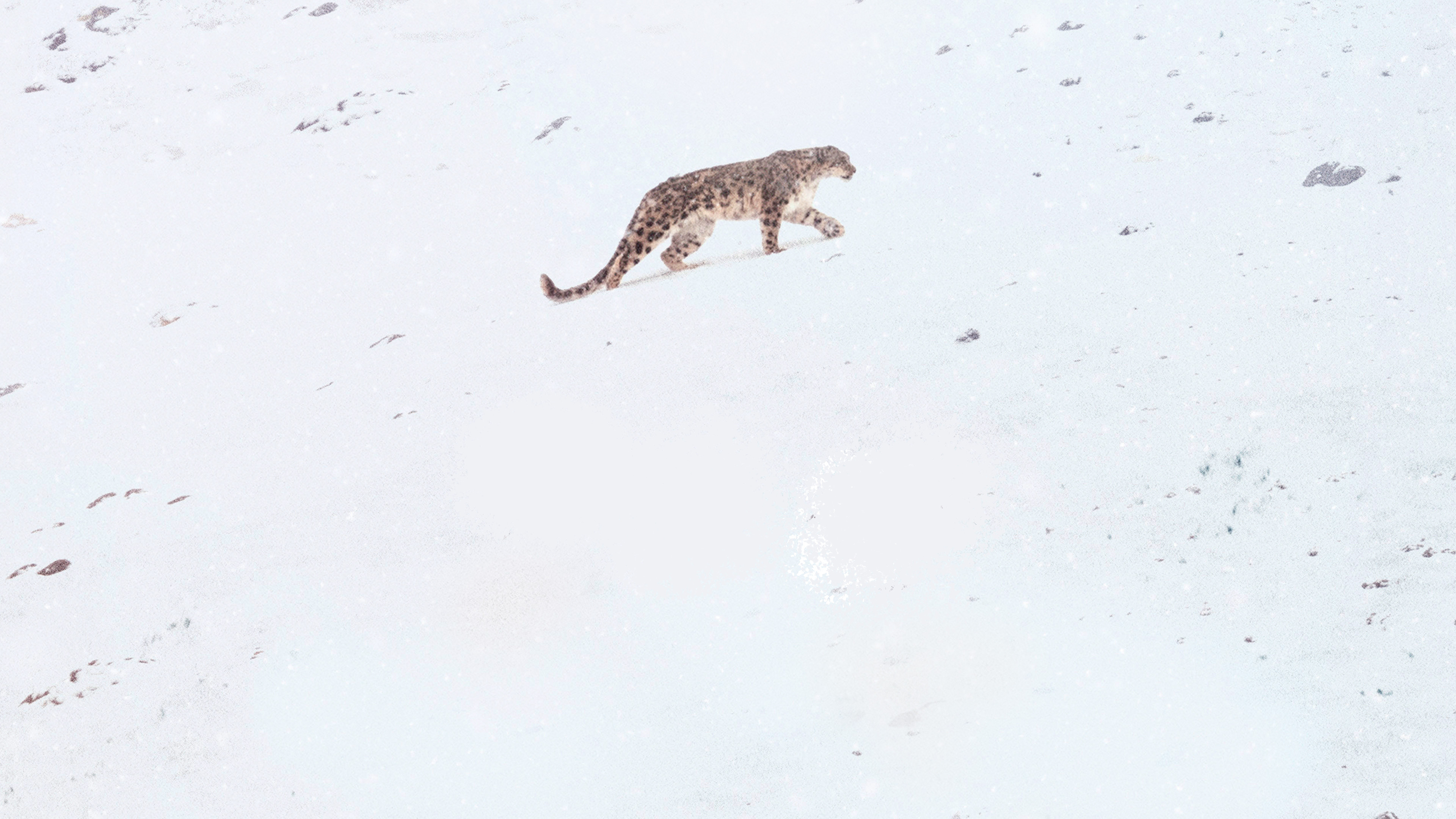 В поисках снежного барса