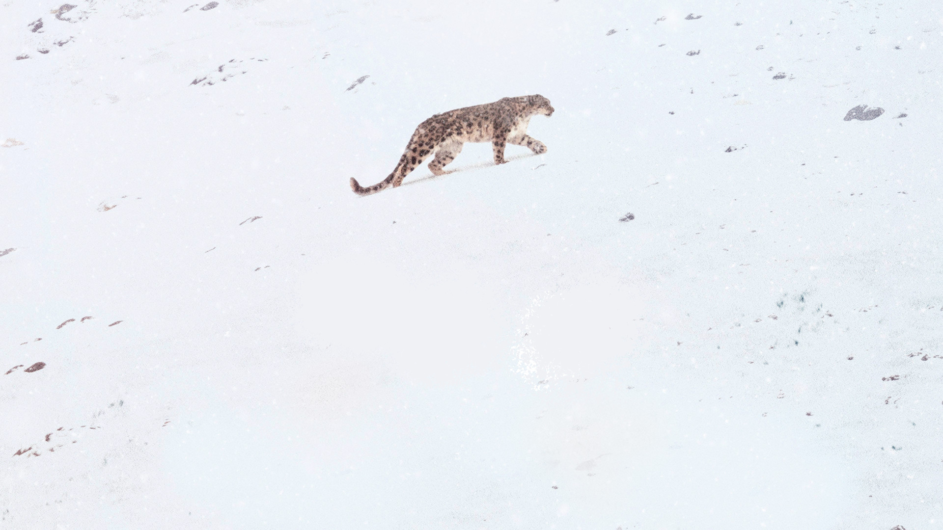 В поисках снежного барса