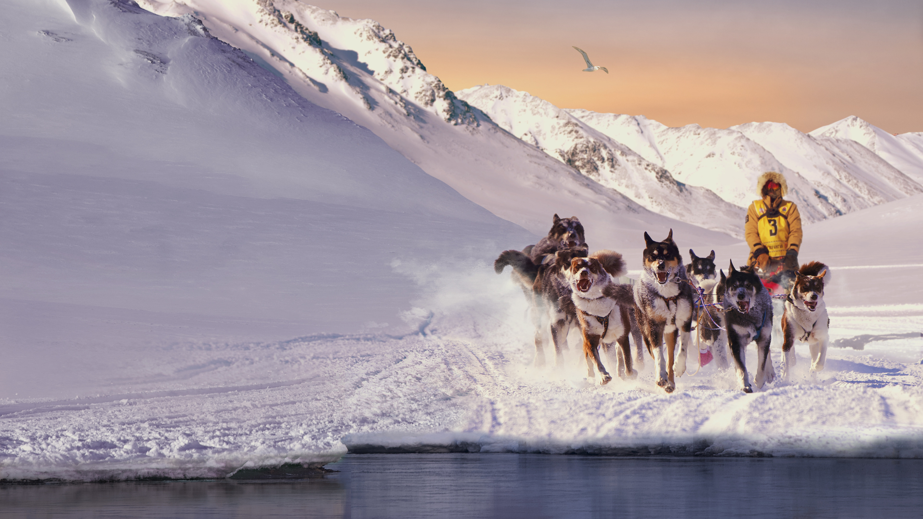 Снежные псы