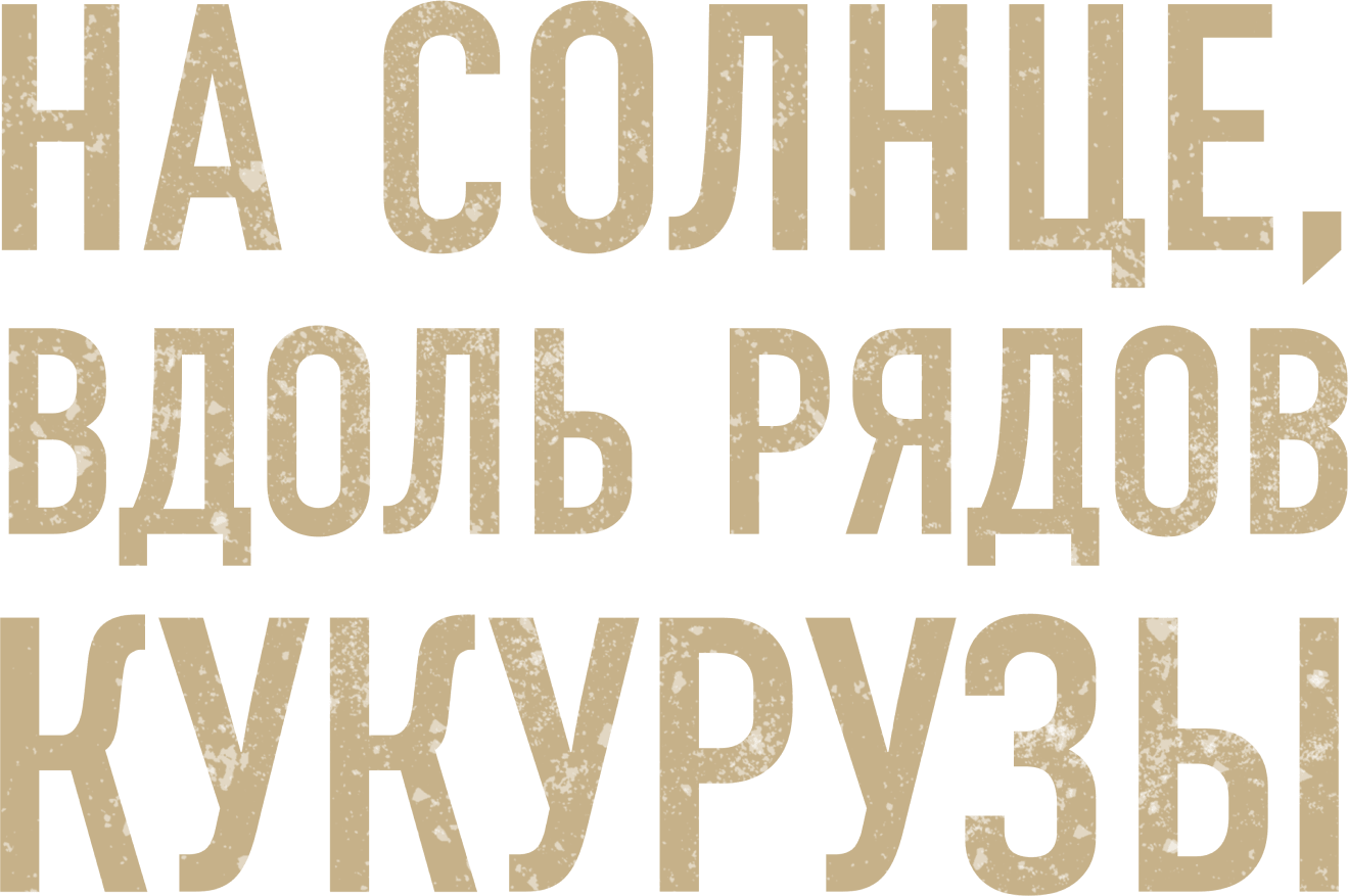 На солнце, вдоль рядов кукурузы