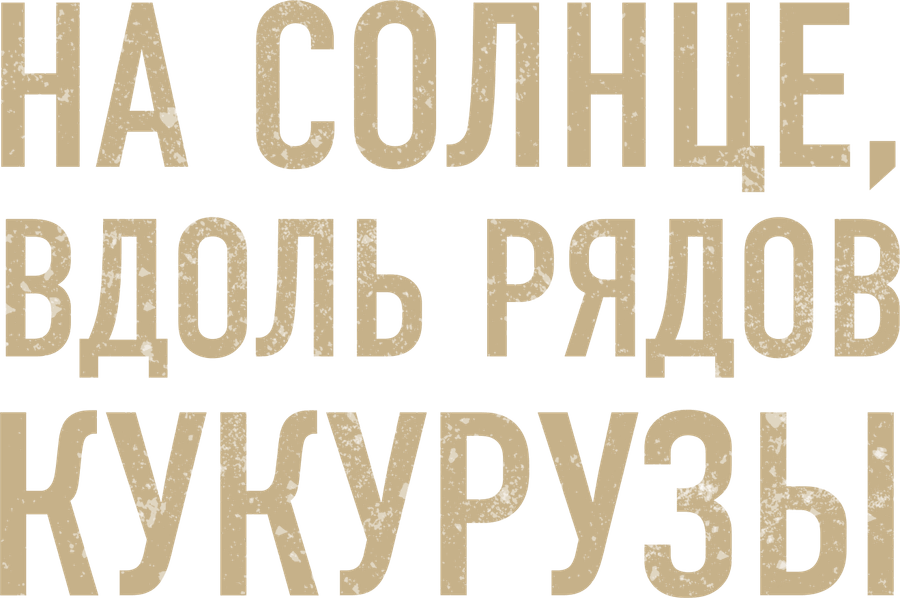 На солнце, вдоль рядов кукурузы