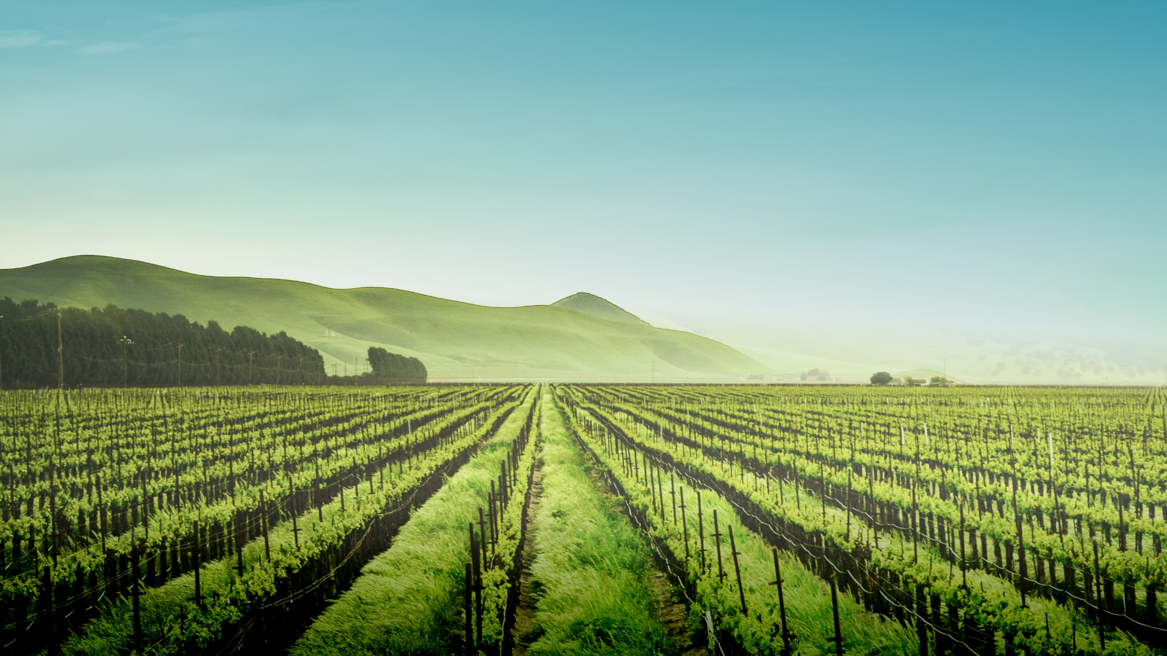 Земля виноделов