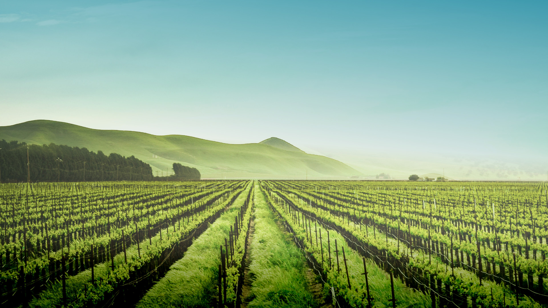 Земля виноделов