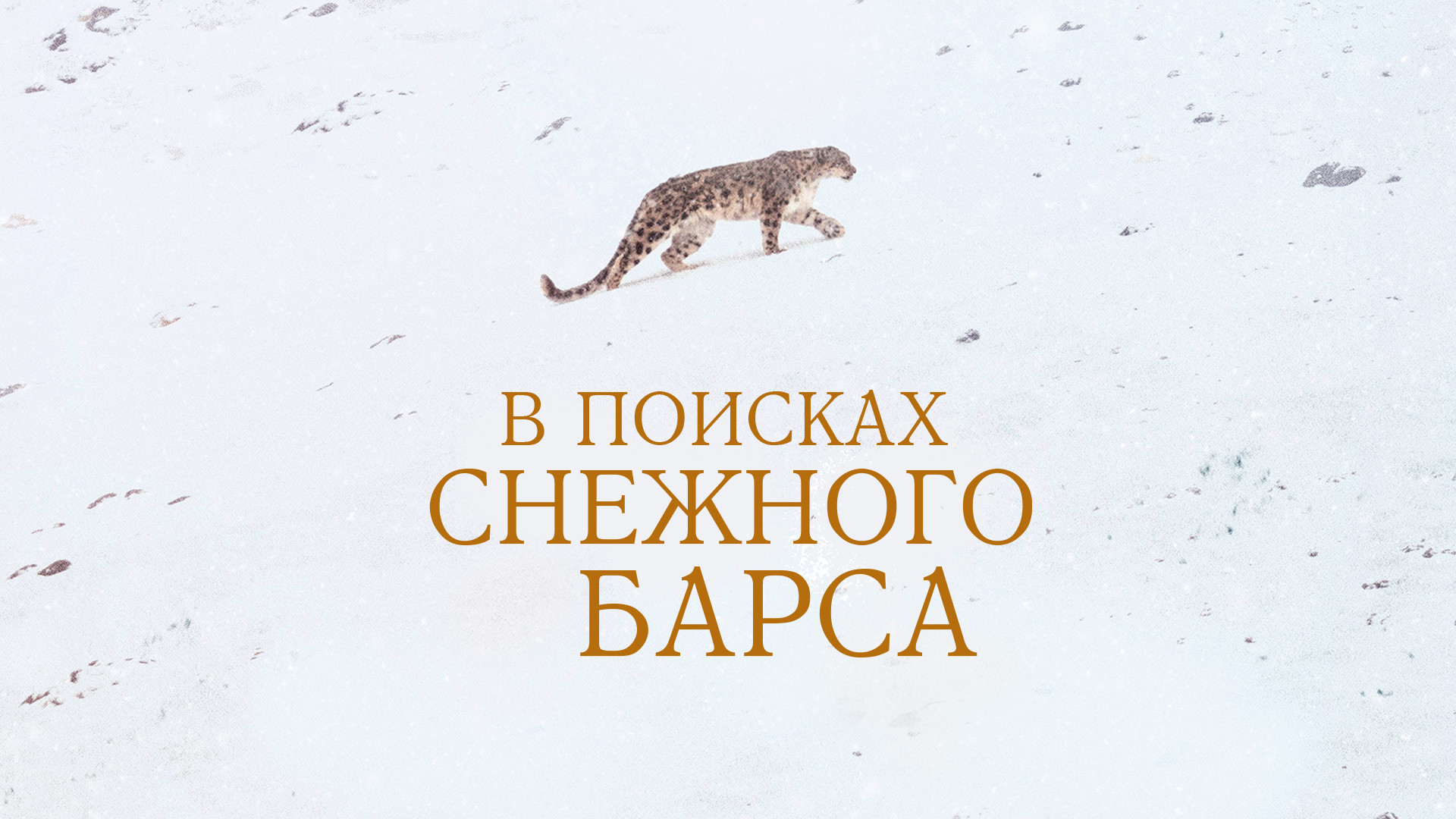 В поисках снежного барса