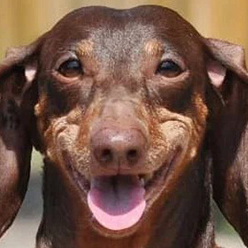 такса Таисия