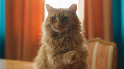 16 серия. Кот